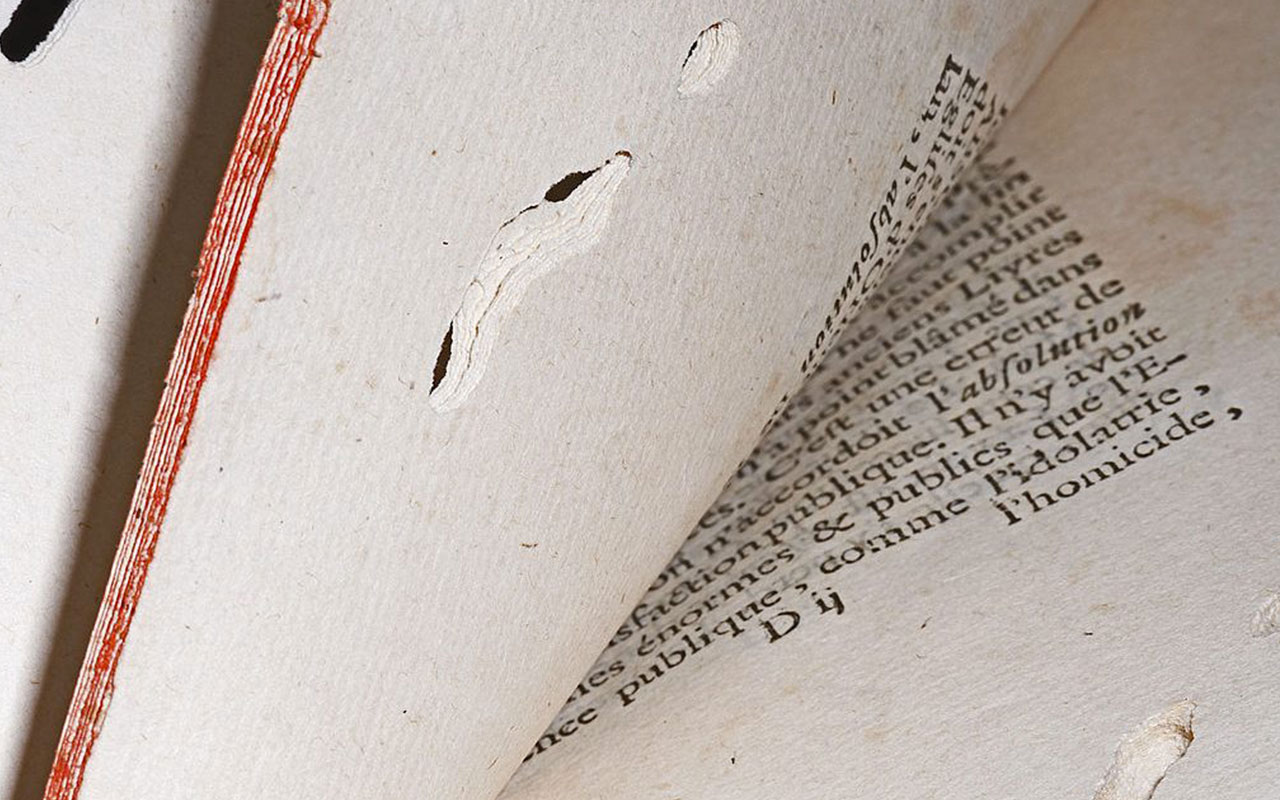 Insetti in archivi e biblioteche: i coleotteri