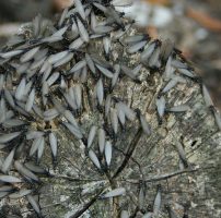Insetti in archivi e biblioteche: le termiti