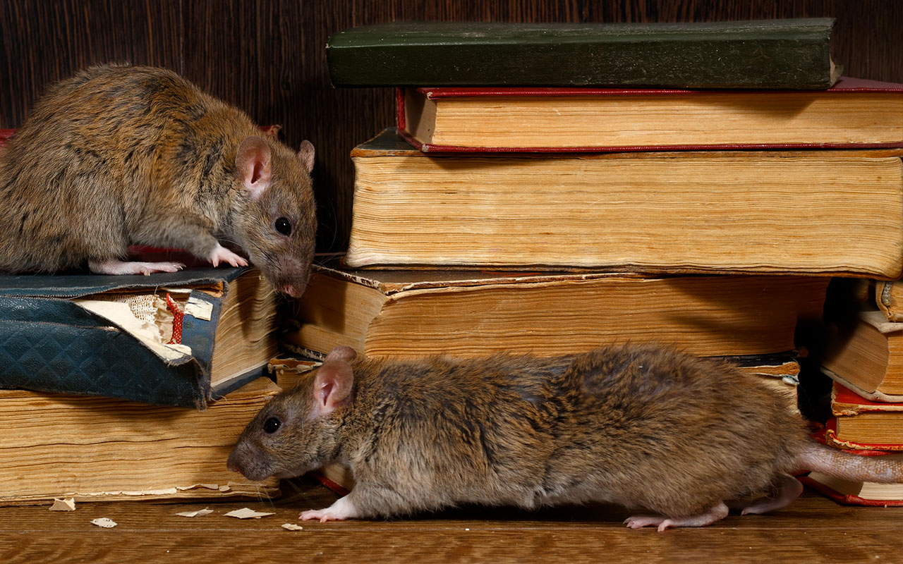 Infestazione insetti della carta e topi: recupero documenti | Prodoc