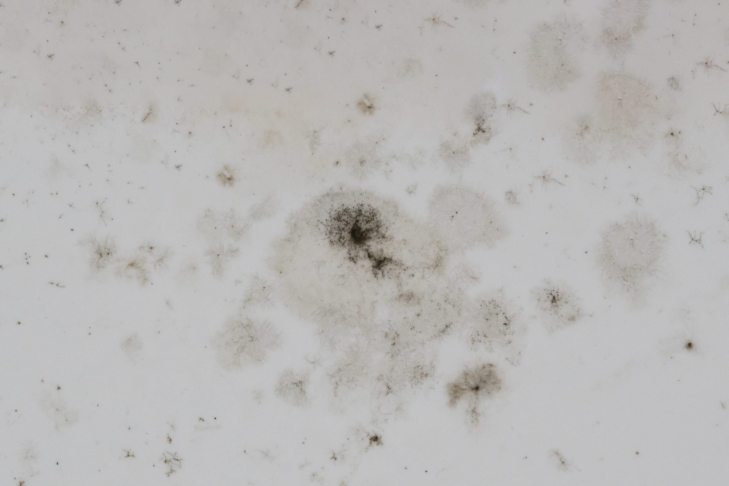 black spots of mold and fungi on the wall
